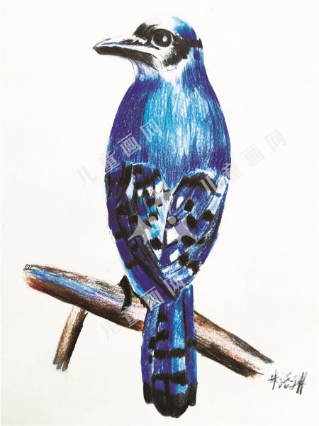 小鸟