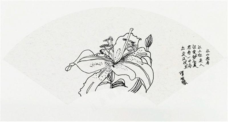 百合