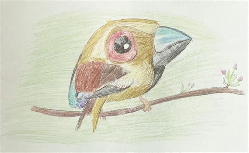 彩铅小鸟