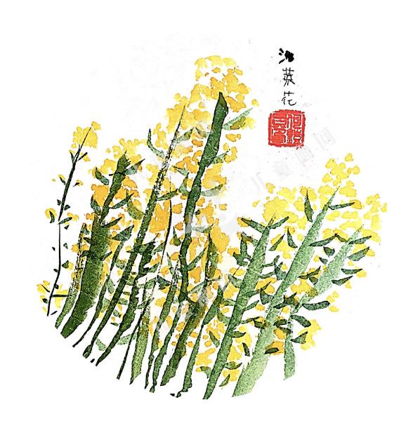 油菜花