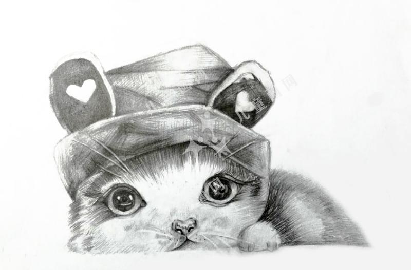 猫咪
