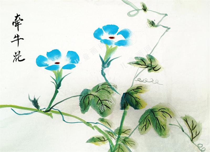 牵牛花
