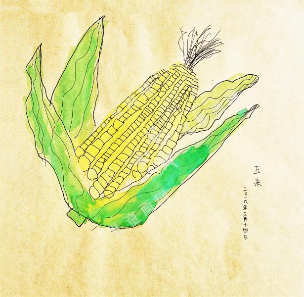 玉米