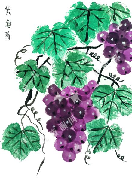 紫葡萄