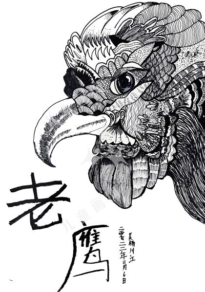 老鹰