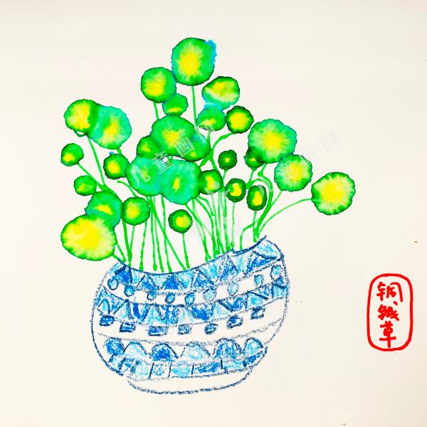 铜钱草