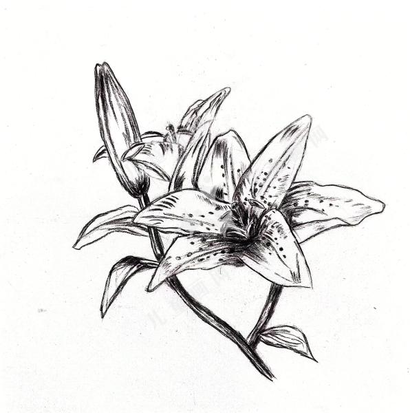 百合花