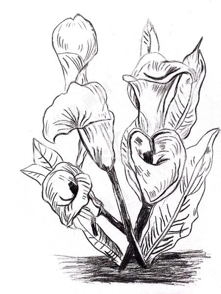白掌花