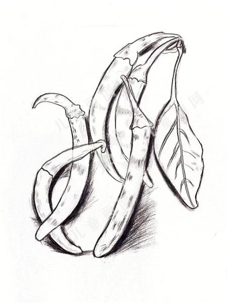 辣椒