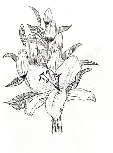百合
