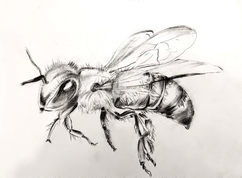 蜜蜂