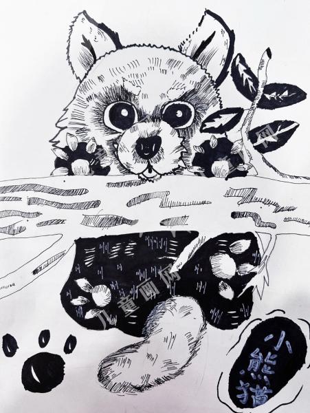 小熊猫