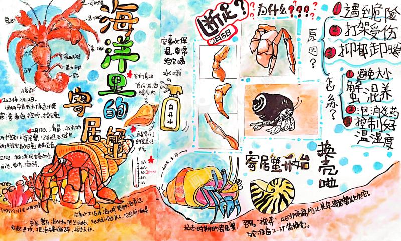 寄居蟹研究日记